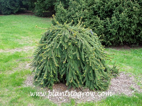 Formanek Norway Spruce (Picea abies) | Plants To Grow Plants Database by  Paul S. Drobot
