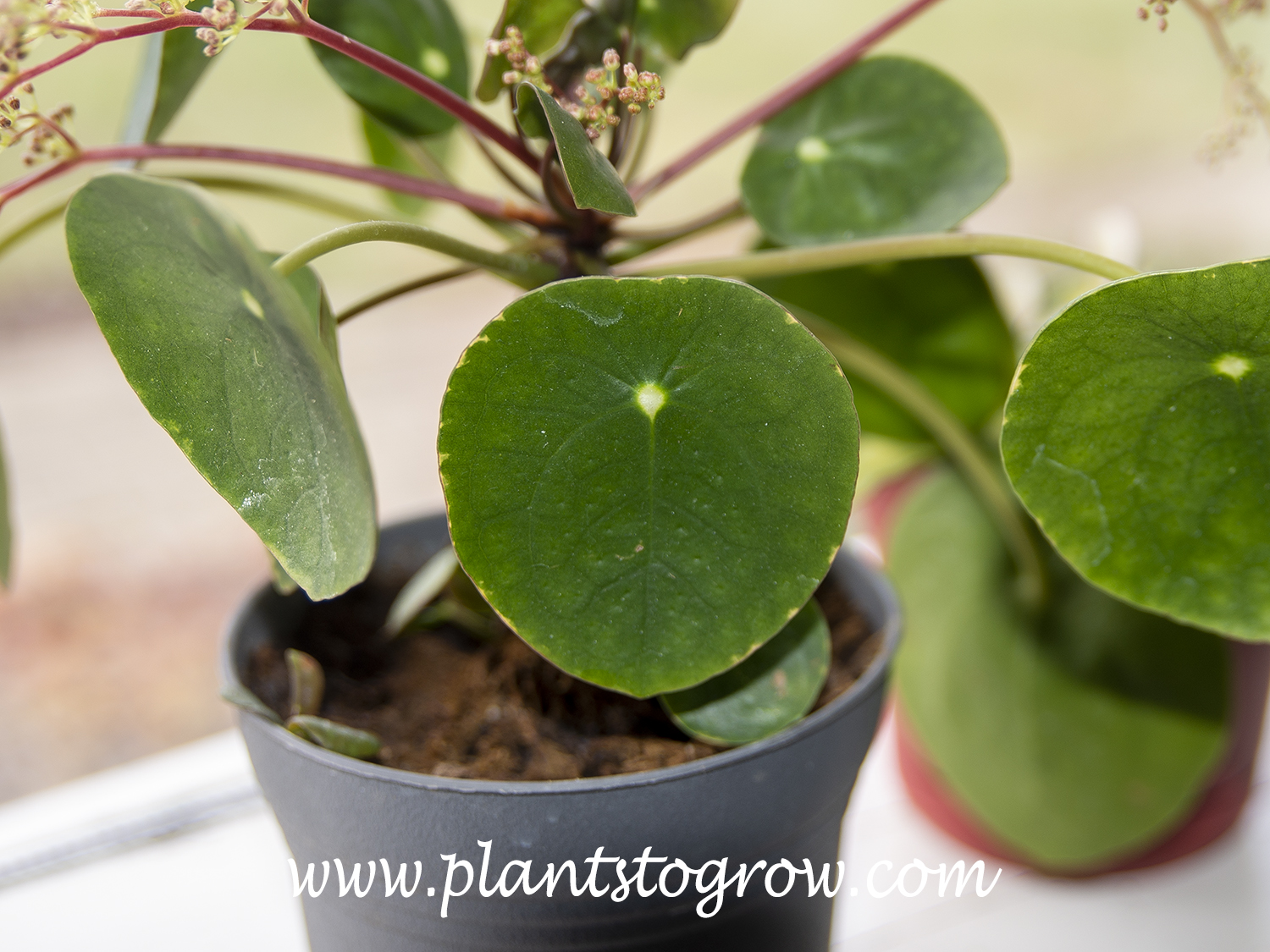 Chinese Money Plant (Pilea peperomioides) | Plants To Grow Plants Database  by Paul S. Drobot