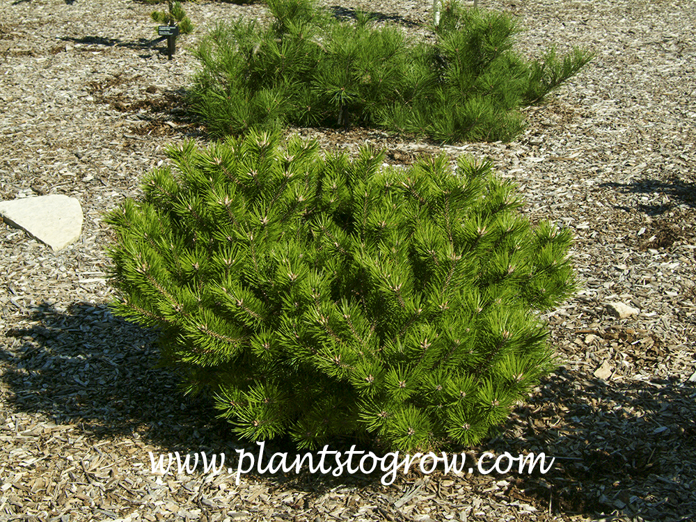 Japanese Red Pine 'Low Glow' Bonsai Tree – Dwarf Conifer For UK Gardens, Low-Maintenance (Pinus Densiflora)