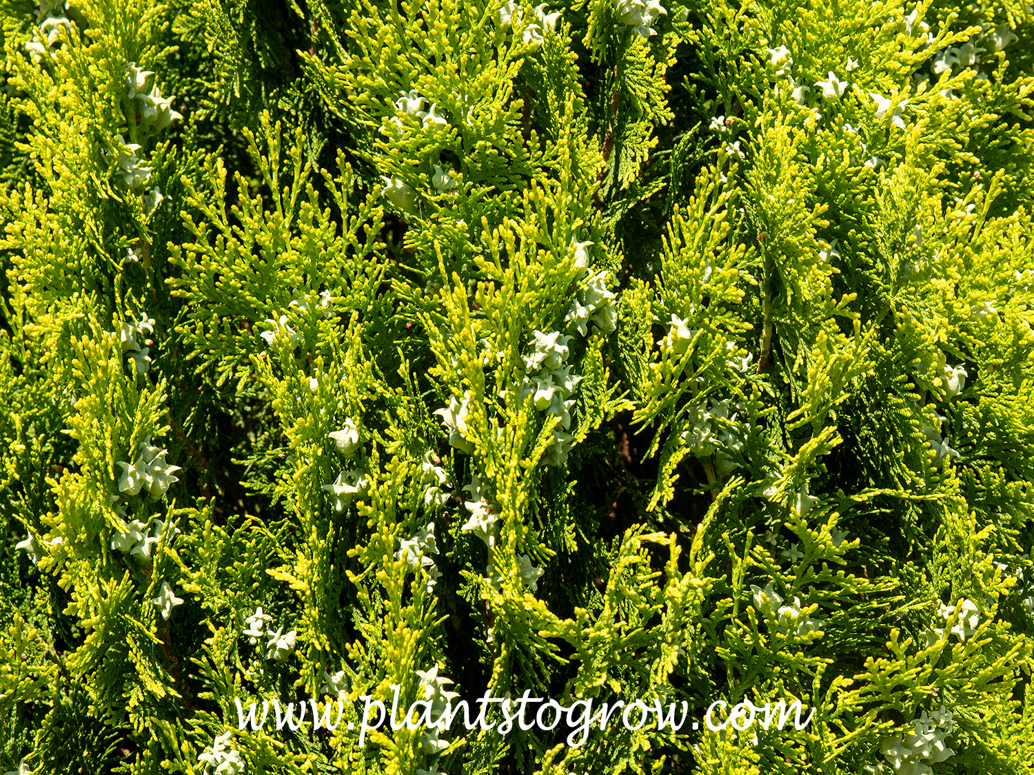 fire chief thuja Fire Chief Arborvitae (Thuja) 2 Gal main image 1