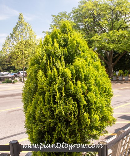 dnger zimmerpflanzen selber machen Zimmerpflanzen Dnger, Monstera Dnger, 6 Monate Depotwirkung  PlantMe