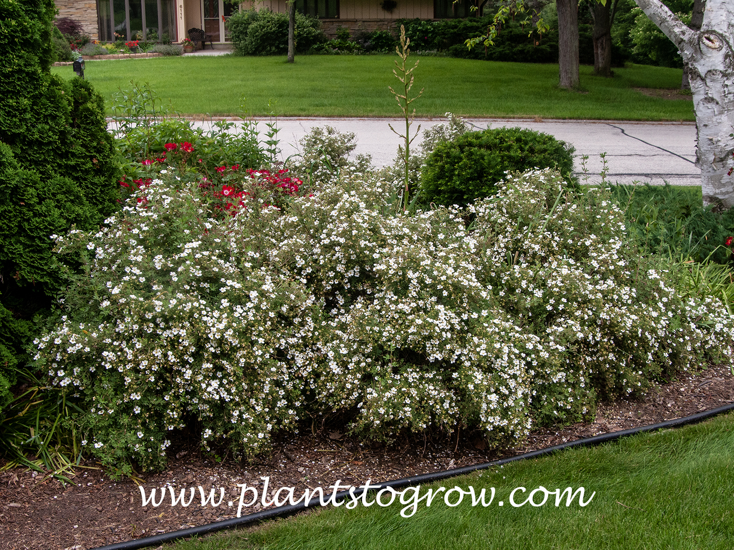 Abbotswood Potentilla (Potentilla fruiticosa) | Plants To Grow Plants ...