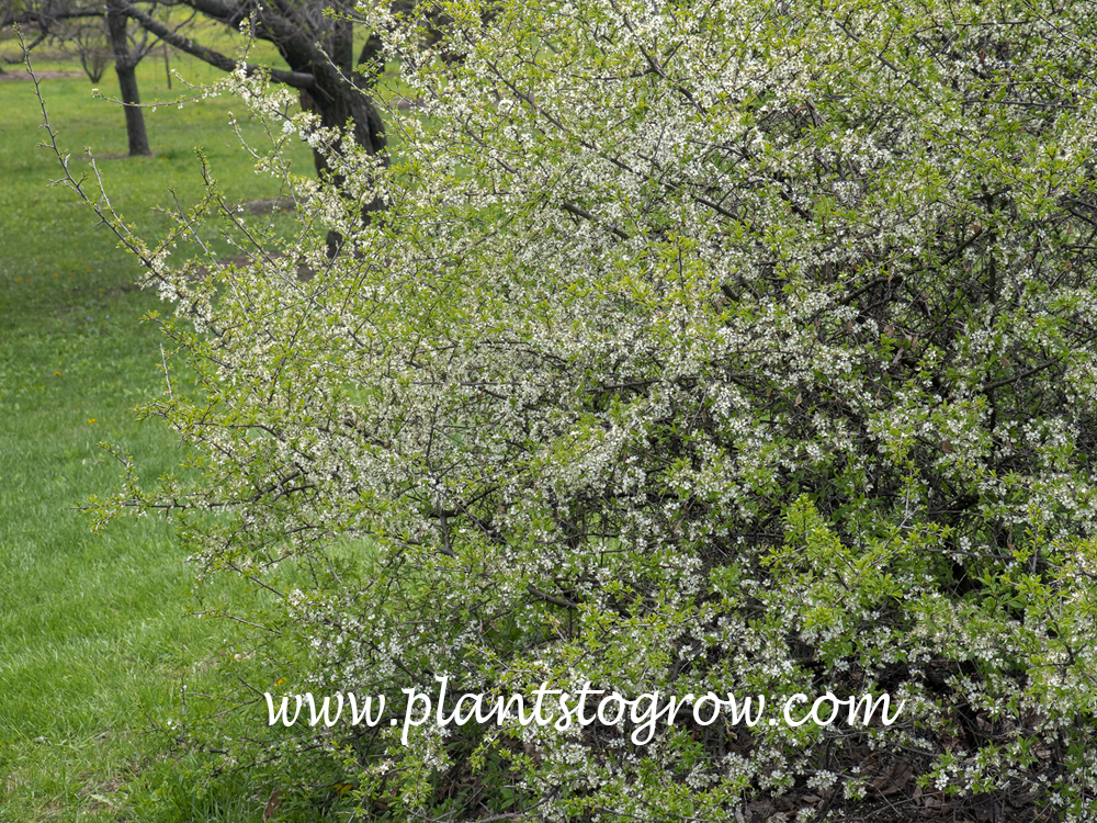 Blackthorn (Prunus spinosa) | Plants To Grow Plants Database by Paul S.  Drobot
