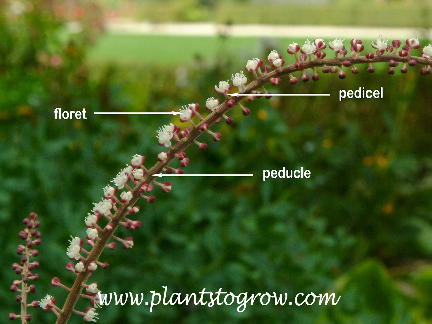| Plants To Grow Plants Database by Paul S. Drobot