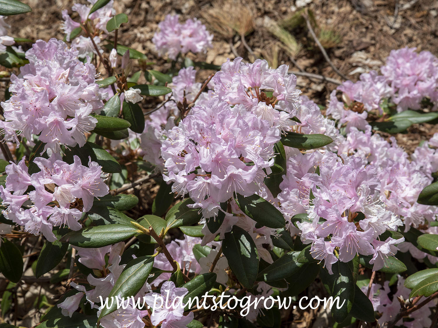 Rhododendron Manitou | Plants To Grow Plants Database by Paul S. Drobot