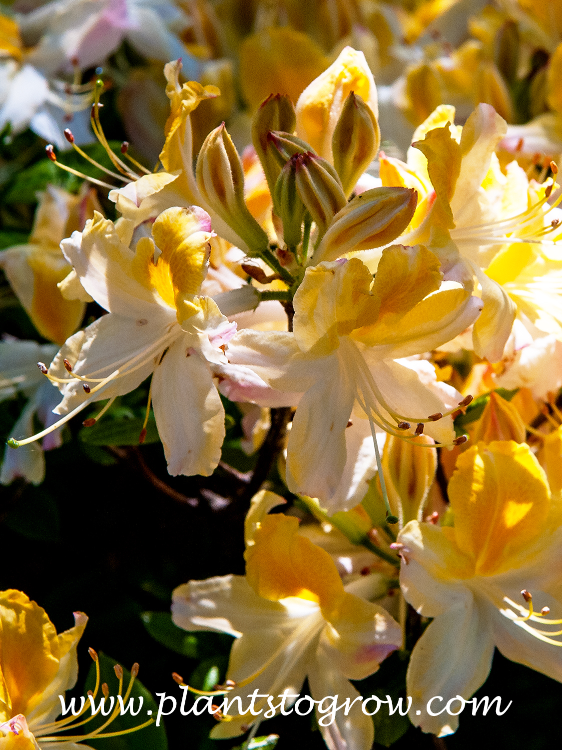 Northern Hi Lights Rhododendron | Plants To Grow Plants Database by Paul S.  Drobot