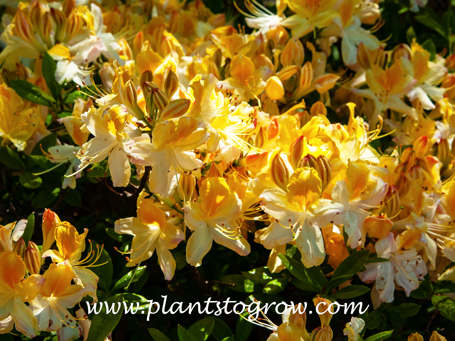 rhododendron und hortensien düngen Purgrün Rhododendrondünger 1 Liter