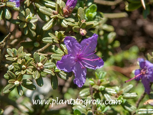rhododendron nova zembla standort Nursery.ca