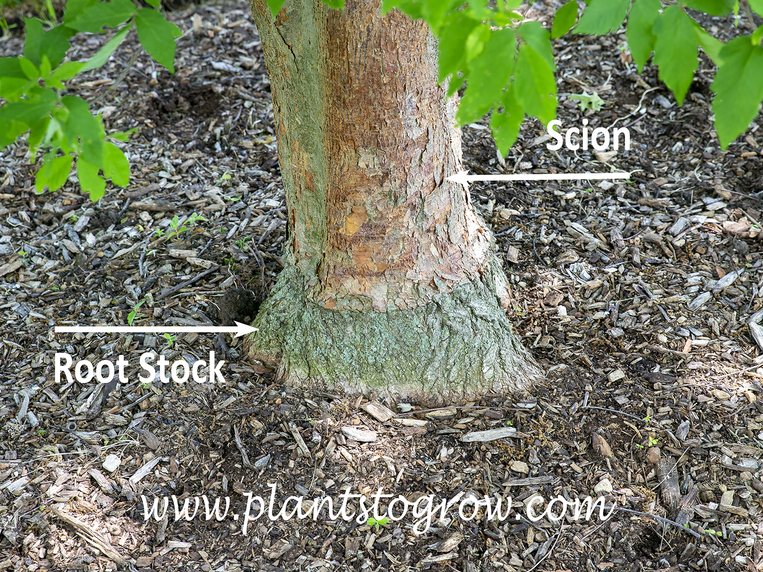 Using Roots Stock | Plants To Grow Plants Database by Paul S. Drobot