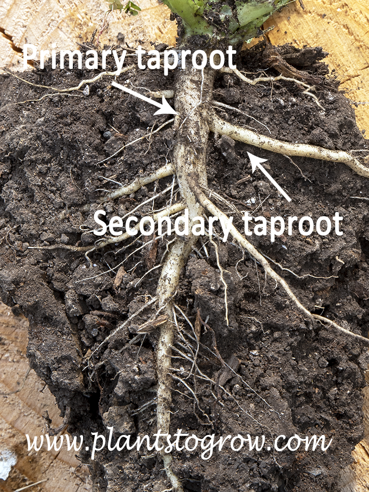 roots | Plants To Grow Plants Database by Paul S. Drobot