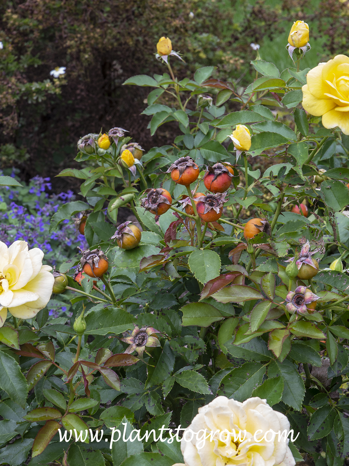 Yellow Submarie Rose (Rosa) | Plants To Grow Plants Database by Paul S ...