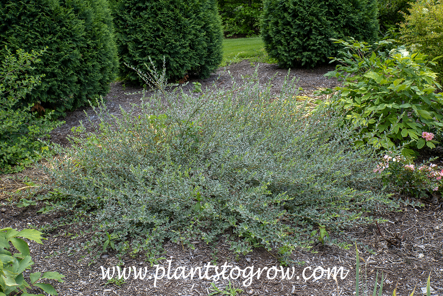 Willow Rice Bridal Rice Creeping Willow (Salix repens) | Plants To Grow Plants ...