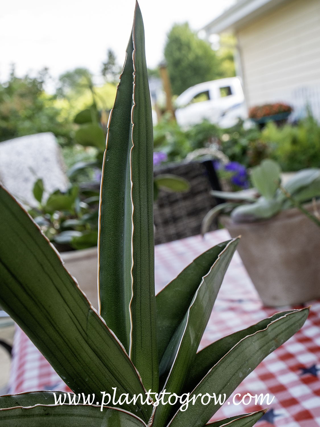 Sansevieria 'Samurai' (Sansevieria ehrenbergii) | Plants To Grow Plants  Database by Paul S. Drobot