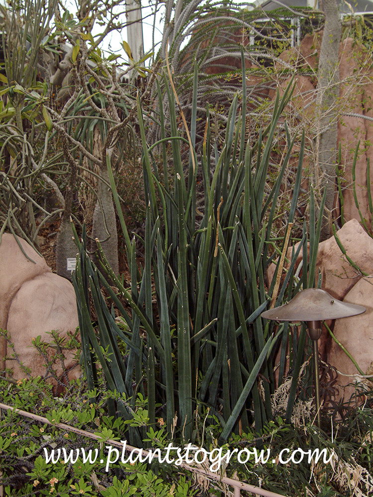 Sansevieria cylindrica | Plants To Grow Plants Database by Paul S. Drobot