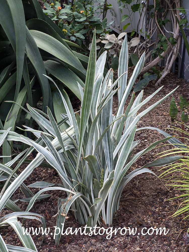 Bantel's Sensation Sansevieria (Sansevieria trifasciata laurentii) | Plants  To Grow Plants Database by Paul S. Drobot