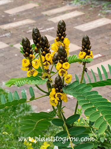 Popcorn Cassia (Senna didymobotrya) | Plants To Grow Plants Database by  Paul S. Drobot