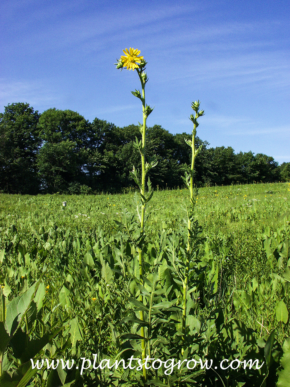 Compass Plant (Silphium laciniatum) | Plants To Grow Plants Database by ...