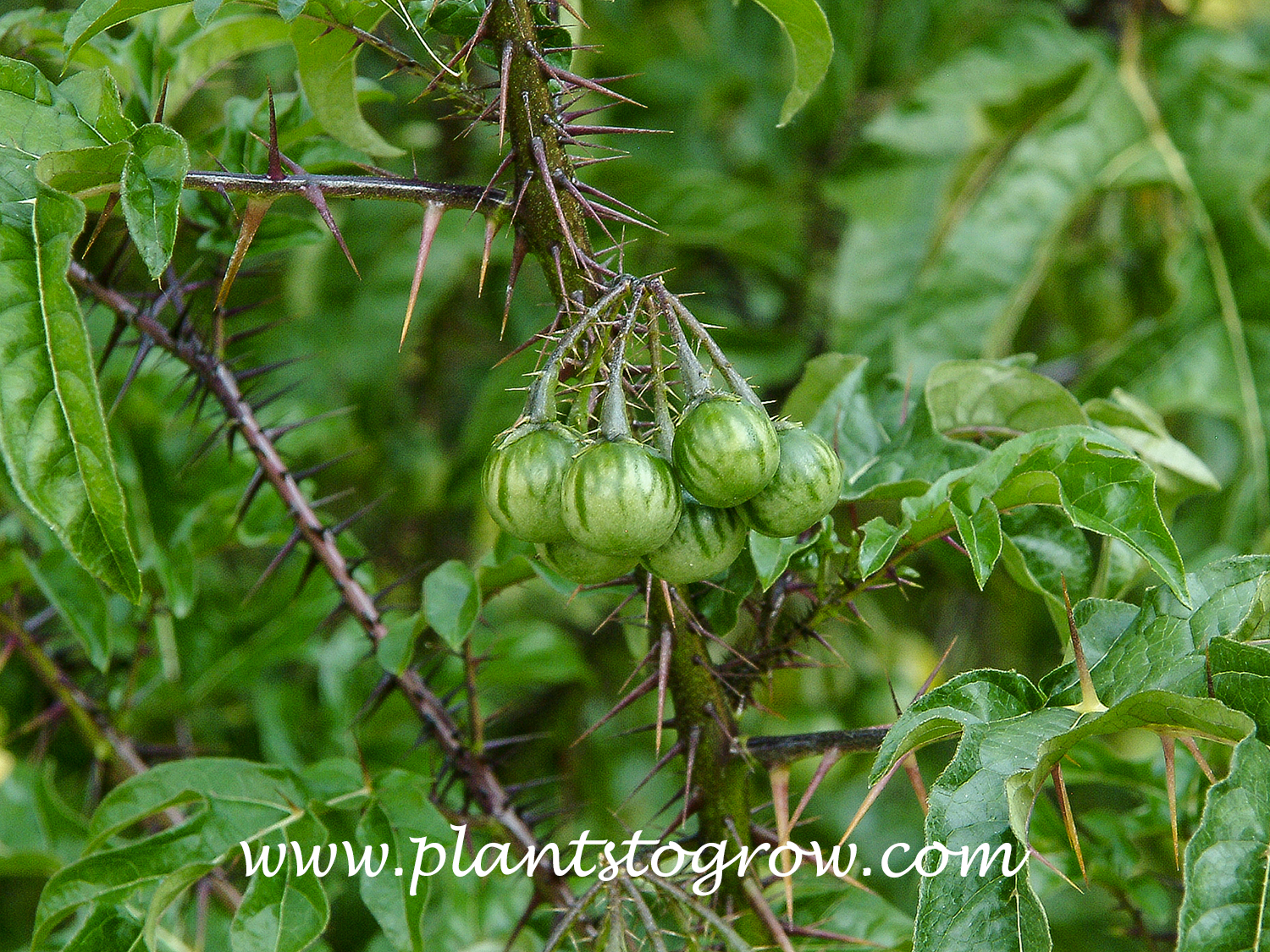 Malevolence (Solanum atropurpureum) | Plants To Grow Plants 