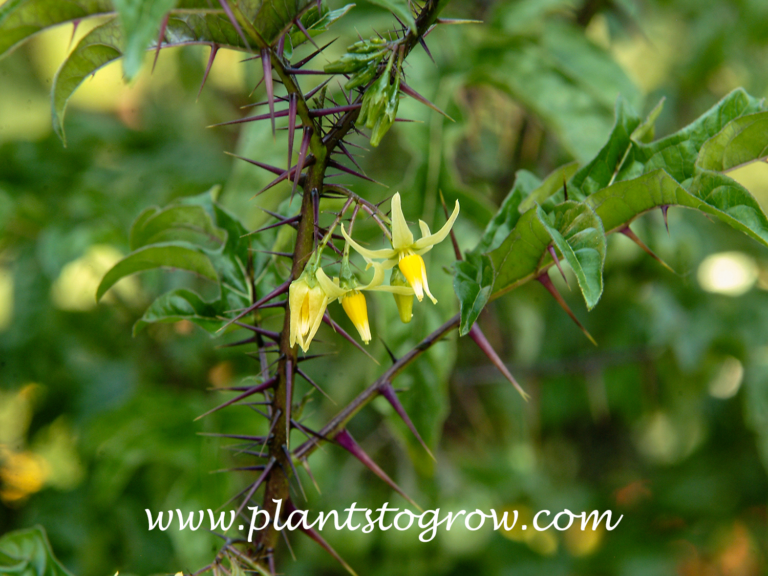 Malevolence (Solanum atropurpureum) | Plants To Grow Plants 