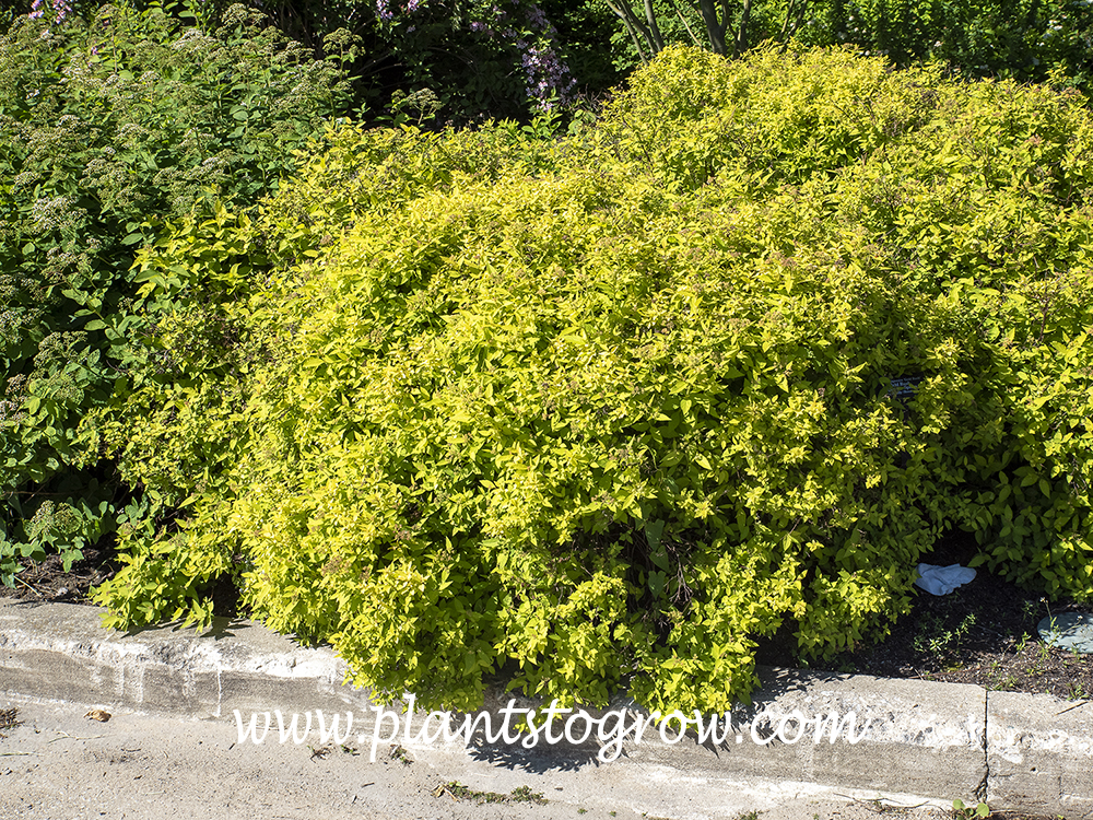 monstera borsigiana variegata kaufen Monstera deliciosa var. borsigiana 'Albo Variegata' – Garden Treasures  Nursery