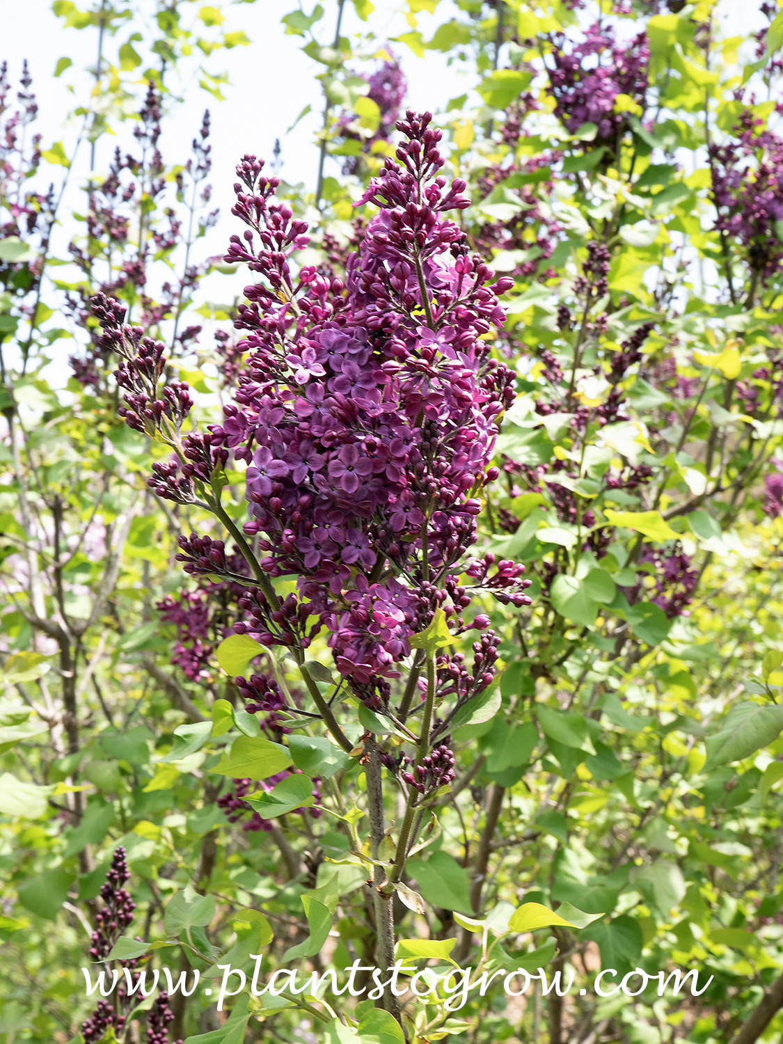 Early Lilac Declaration (Syringa x hyacinthiflora) | Plants To Grow ...