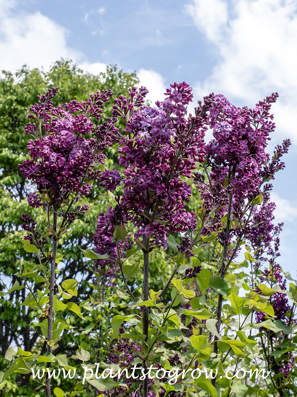 Early Lilac Declaration (Syringa x hyacinthiflora) | Plants To Grow ...