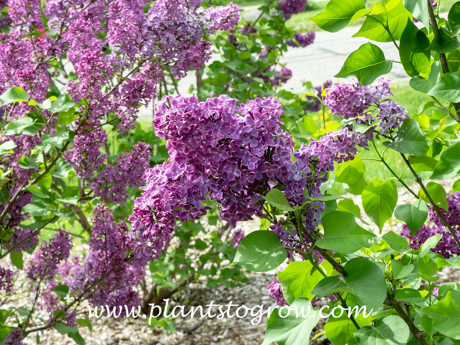 Early Lilac Declaration (Syringa x hyacinthiflora) | Plants To Grow ...