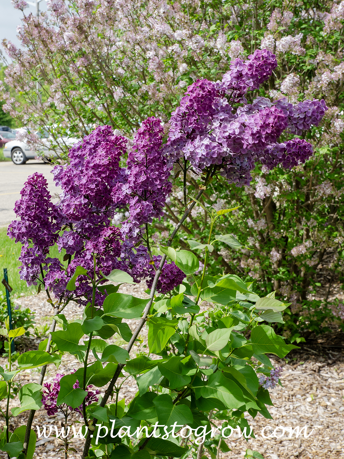 Early Lilac Declaration (Syringa x hyacinthiflora) | Plants To Grow ...