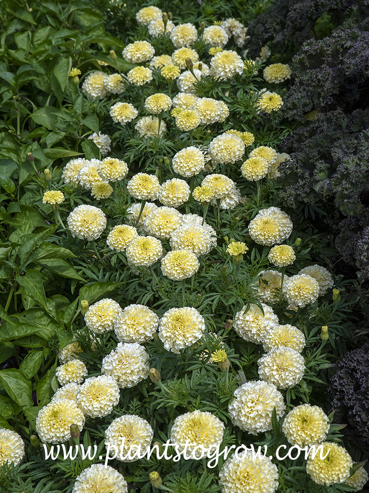French Vanilla Marigold (Tagetes erecta) | Plants To Grow Plants Database  by Paul S. Drobot