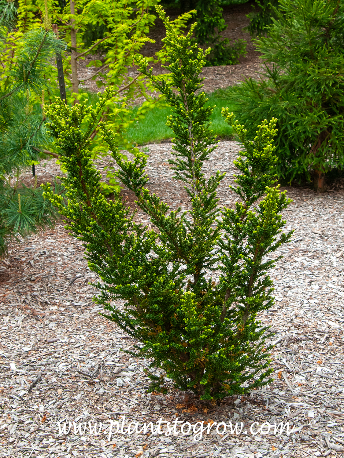 Amersfoort English Yew (Taxus baccata) | Plants To Grow Plants Database by  Paul S. Drobot