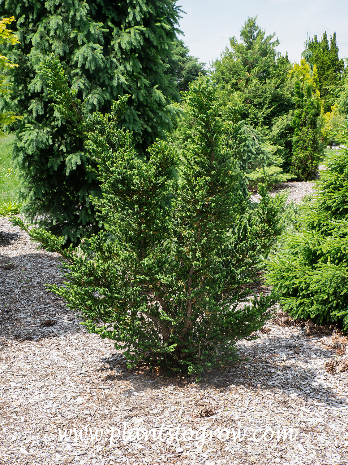 Amersfoort English Yew (Taxus baccata) | Plants To Grow Plants Database by  Paul S. Drobot