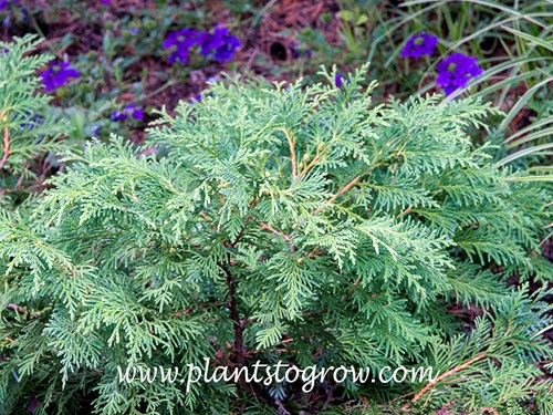 Blue Korean Arborvitae (Thuja koraiensis glauca prostrata) | Plants To Grow  Plants Database by Paul S. Drobot