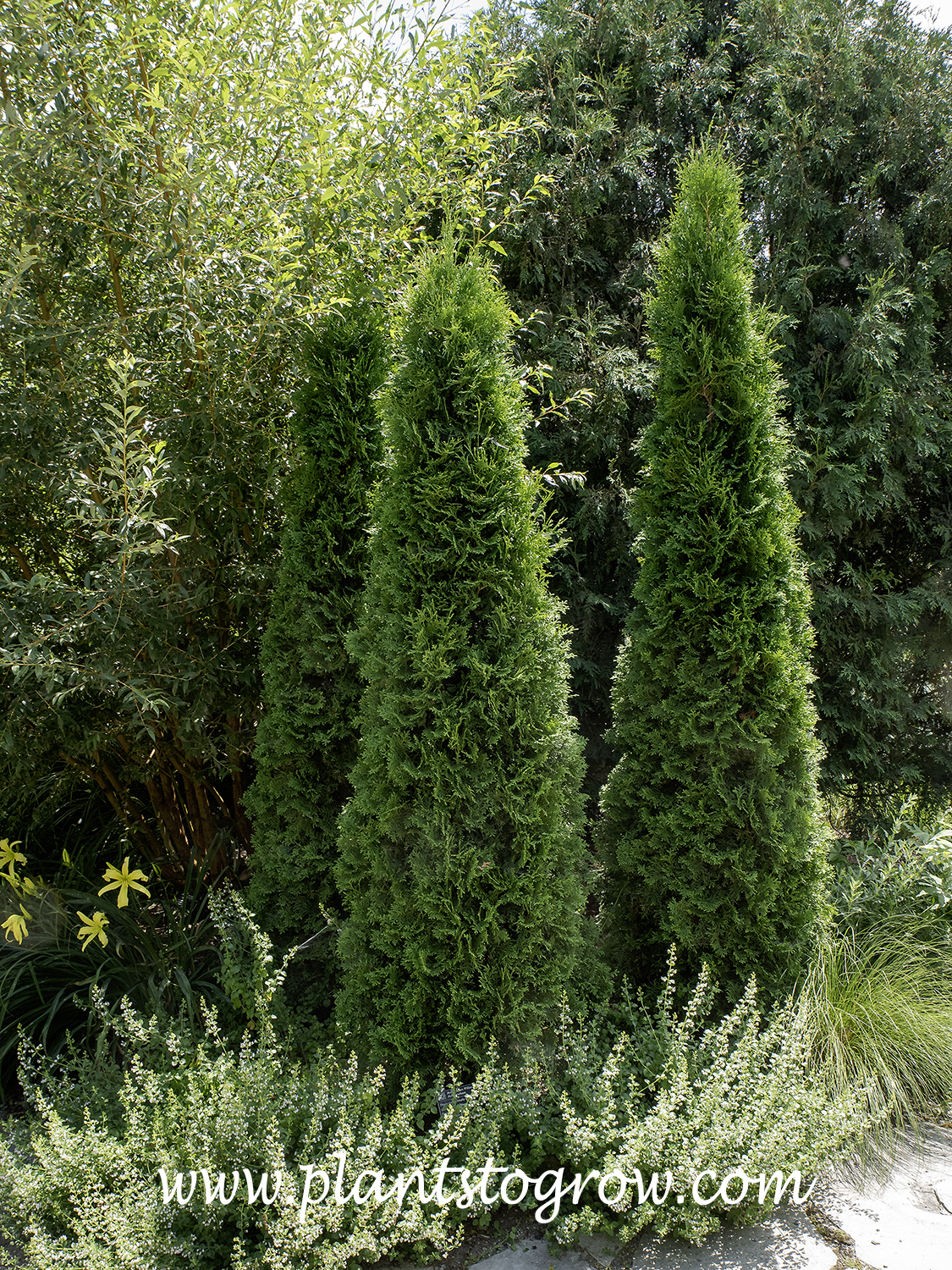 thuja smaragd kaufen 200 cm Thuja 