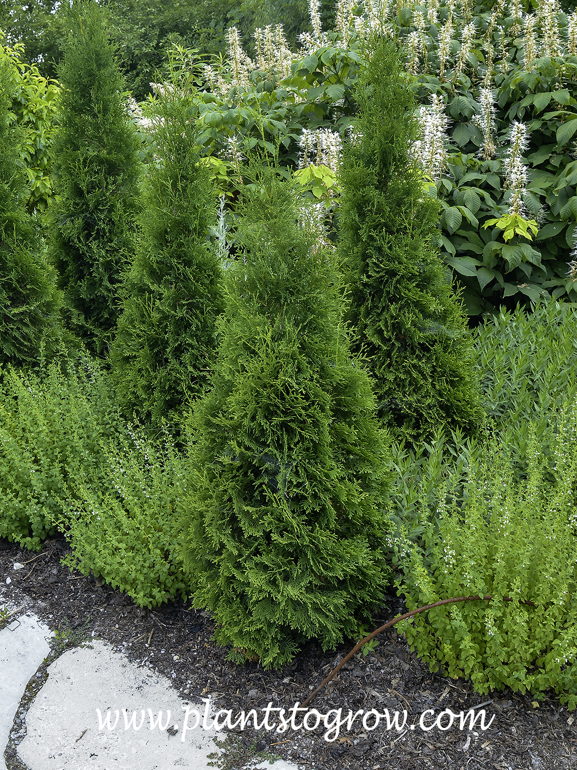 thuja occidentalis c30 Thuja occidentalis (American Arborvitae, Eastern Arborvitae, White Cedar, Arborvitae) Trial Packet Size (2 Grams ~1250 Seeds)