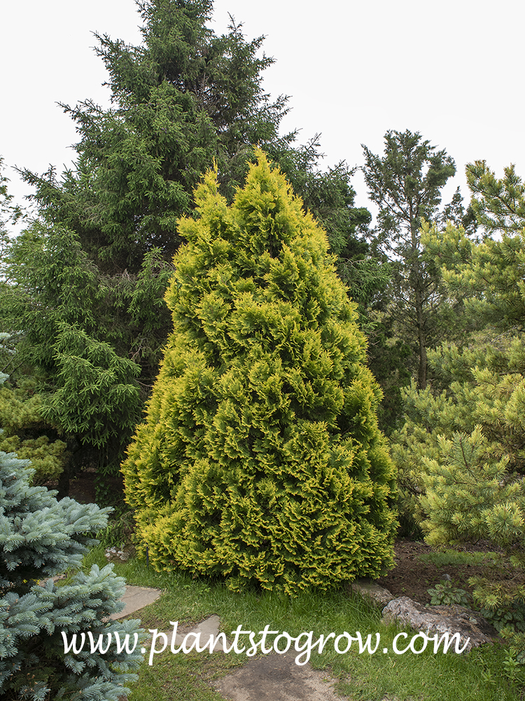 Europe Gold Arborvitae (Thuja occidentalis) | Plants To Grow Plants  Database by Paul S. Drobot
