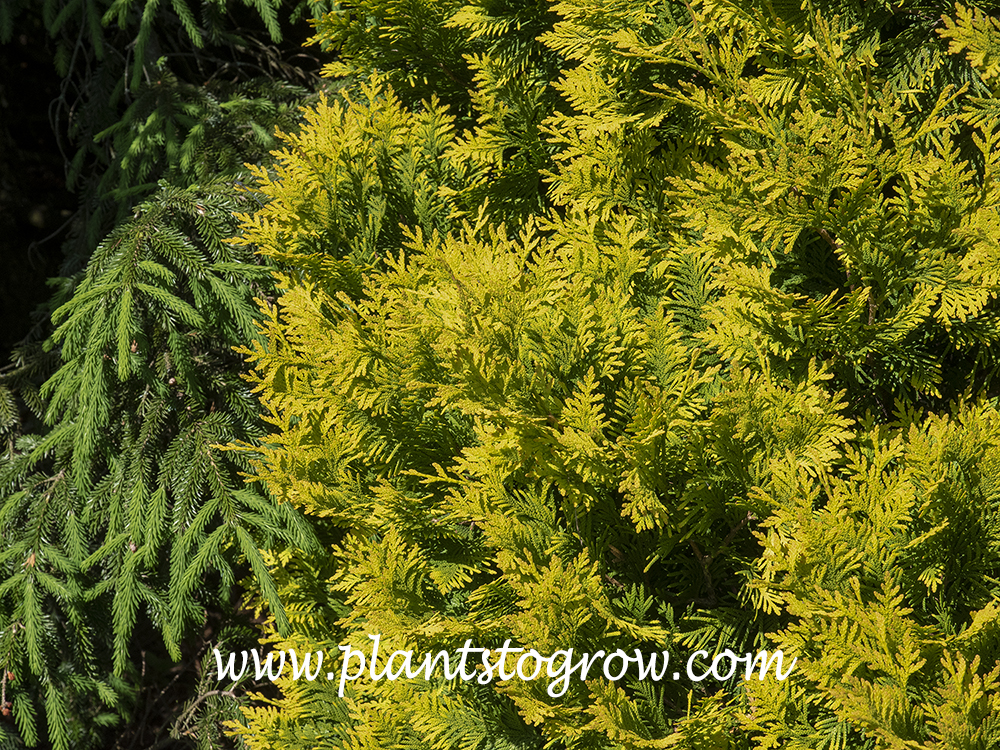 Europe Gold Arborvitae (Thuja occidentalis) | Plants To Grow Plants  Database by Paul S. Drobot