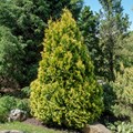 Europe Gold Arborvitae (Thuja occidentalis) | Plants To Grow Plants  Database by Paul S. Drobot