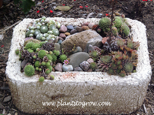 Hypertufa containers | Plants To Grow Plants Database by Paul S. Drobot