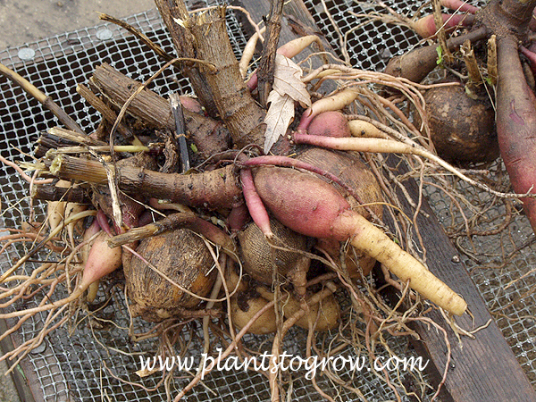 The tuberous roots of Dahlia. This is called fasciculated tuberous roots since there are many clustered at the base of the stem.