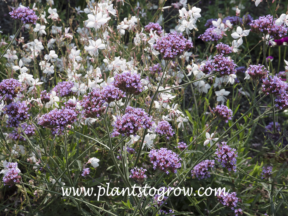 Lollipop Verbena (Verbena bonariensis) | Plants To Grow Plants Database by  Paul S. Drobot