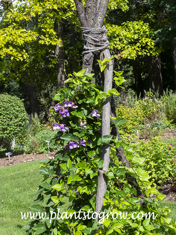 Snail Flower (Vigna caracalla) | Plants To Grow Plants Database by Paul S.  Drobot