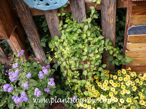 Vinca maculata (Vinca major) | Plants To Grow Plants Database by Paul S.  Drobot