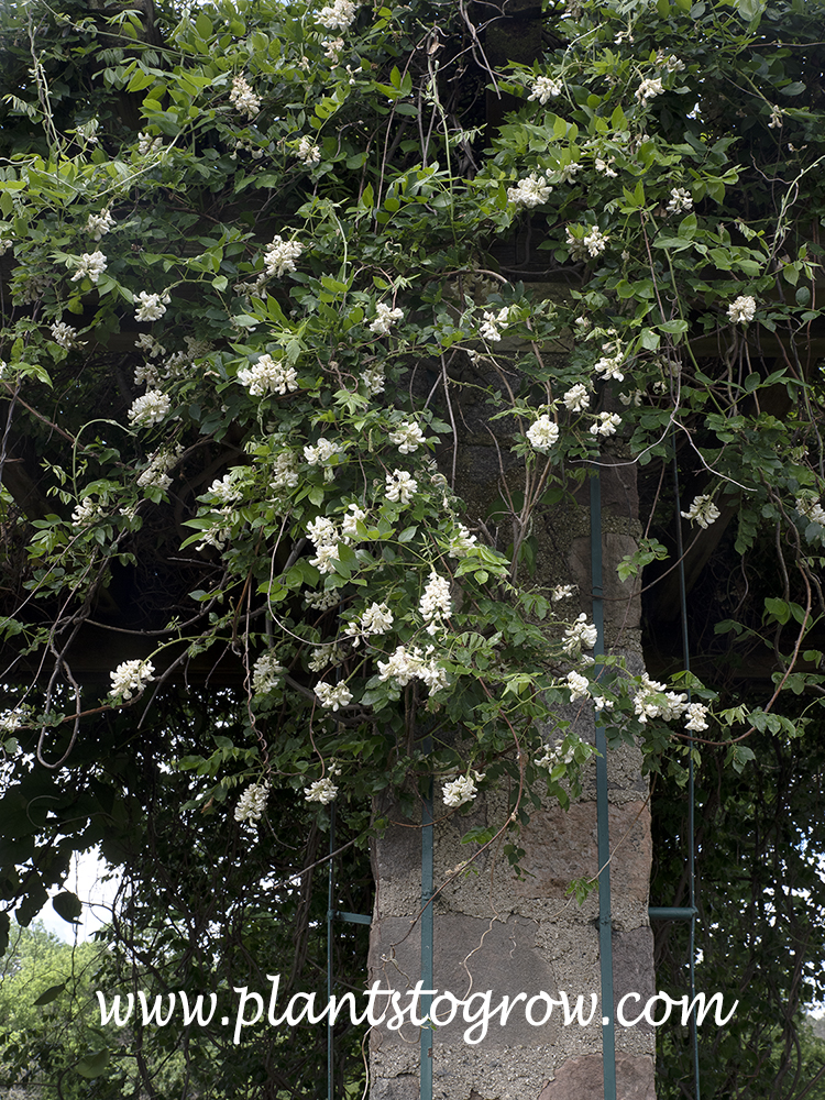 Clara Mack Wisteria (Wisteria frutescens var. macrostachya) | Plants To  Grow Plants Database by Paul S. Drobot