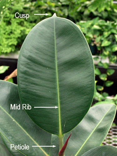 The leaf of a Rubber Tree (Ficus elastica) showing the blade, petiole, main vein and cusp.  This has an entire margin.
