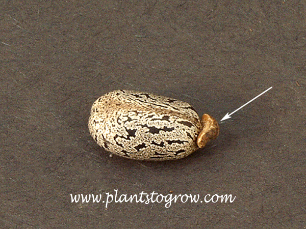 A caruncle on the end of a Castor Bean seed.