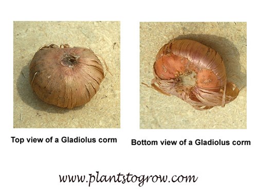 Image of gladiolus corms.