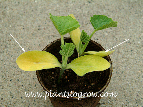 Arrows point to the cotyledons on some cucumber seedlings. They are growing in a peat pot.