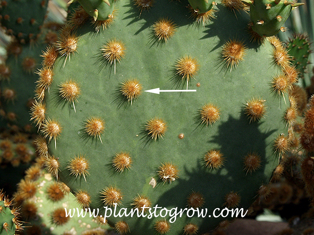 The arrow is pointing to the areole of the cactus.
