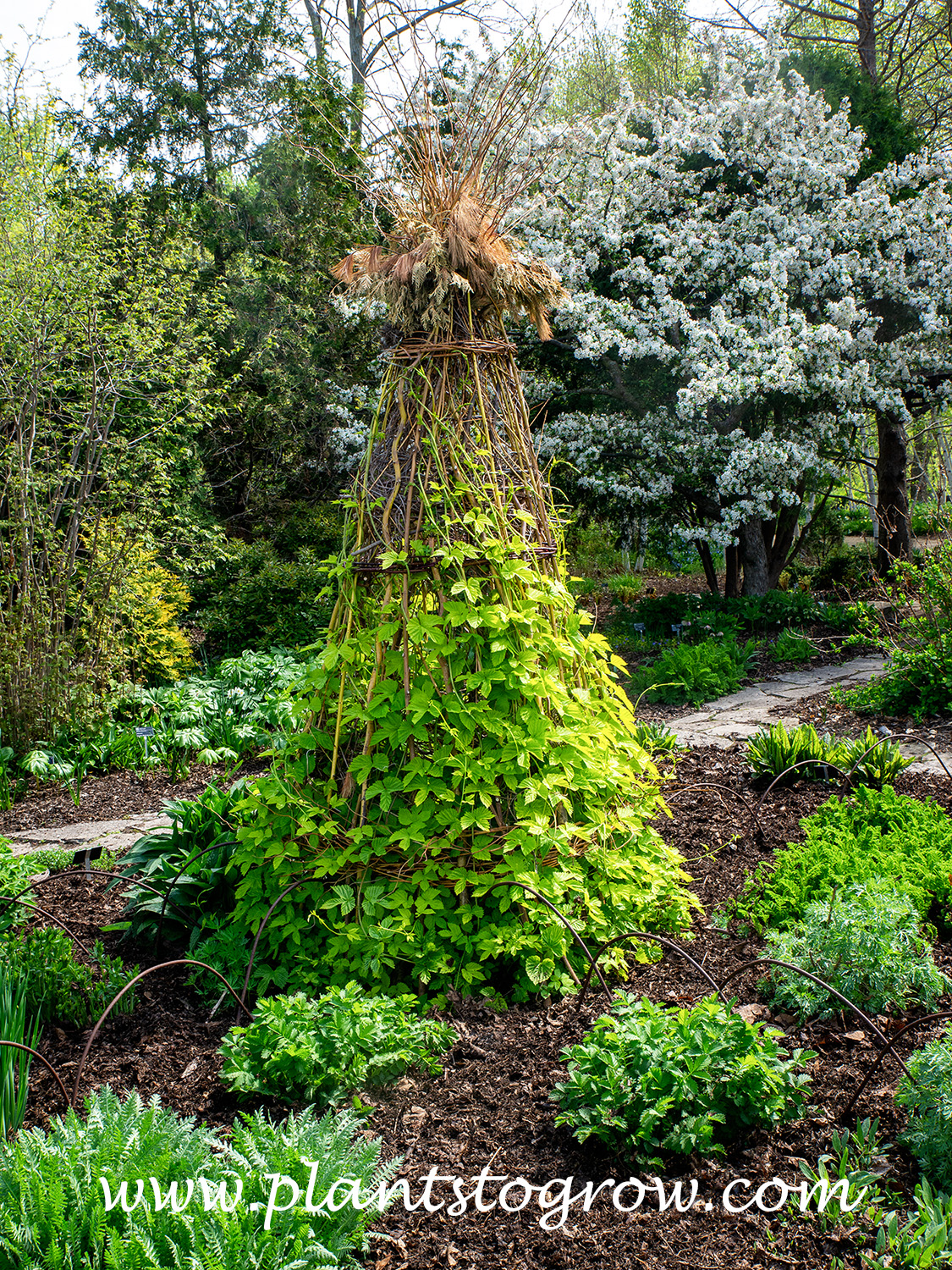pyramidal plant support | Plants To Grow Plants Database by Paul S. Drobot