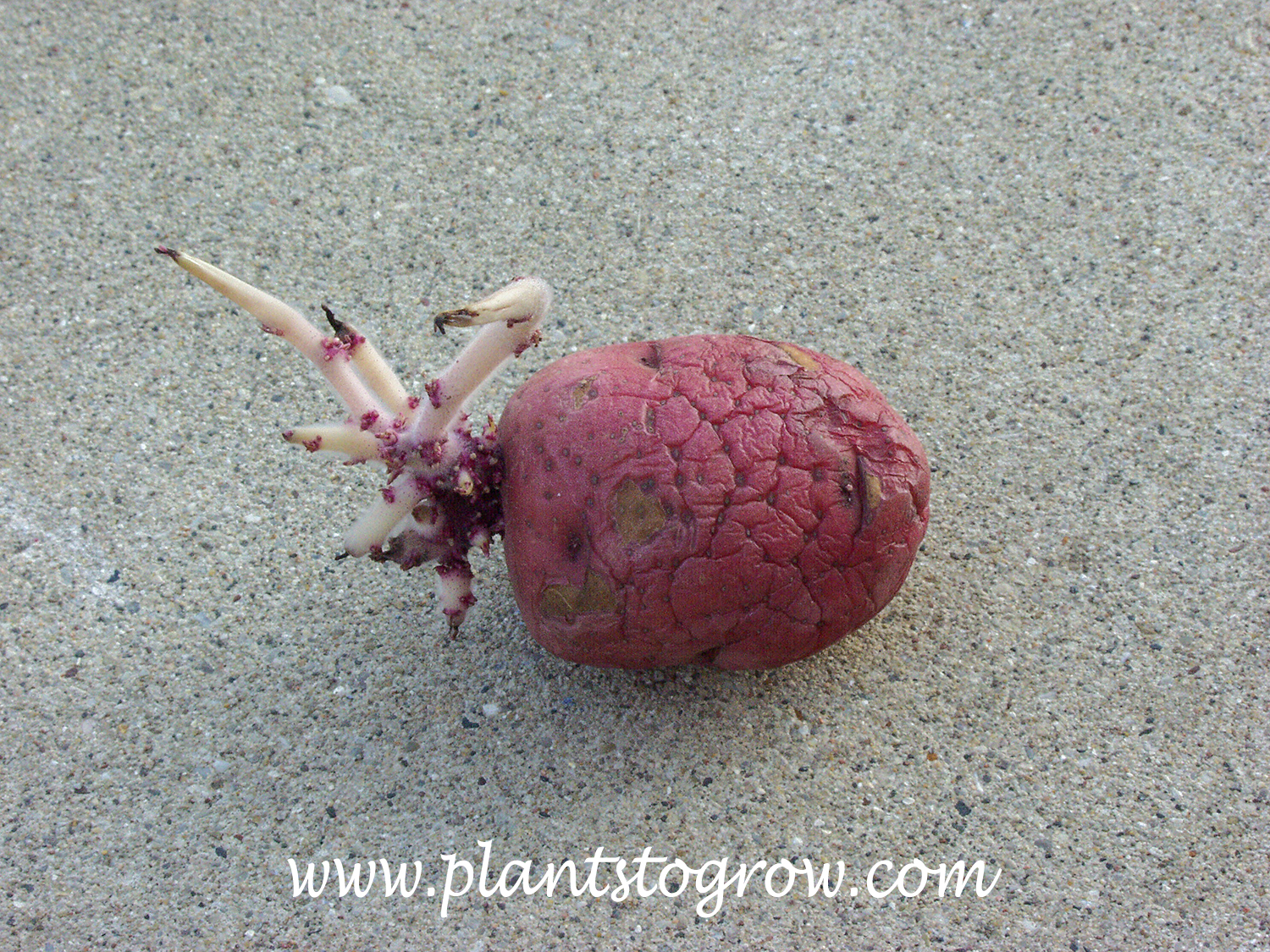 A tuber of a Potatoe with the buds sprouting at the eye.